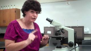 How to use a microscope and oil immersion [upl. by Dasteel]