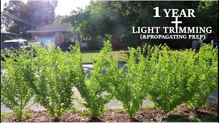 Privet Hedge 1 Year  Light Trimming2020 Check description for better audio [upl. by Annoyed52]