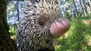 PrehensileTailed Porcupine Bebeto Crunches On Peanuts In The Woods [upl. by Louella]