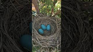 American Robin Nest 💕 [upl. by Iidnarb]