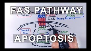 Extrinsic Pathway of Apoptosis  FAS Ligand Mediated [upl. by Anneh435]