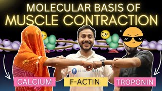 molecular basis of muscle contraction physiology  excitation contraction coupling physiology [upl. by Lil]