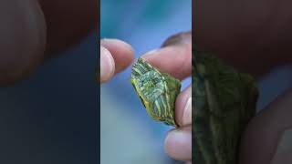 TURTLE INSIDE FISH is ALIVE Shorts [upl. by Gorges]