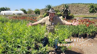 Gomphocarpus physocarpus Family Jewels Milkweed [upl. by Gautier]