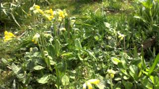 Gloucestershire Cowslips [upl. by Nirual]