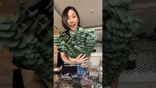 How to Keep Eucalyptus Fresh Tips for LongLasting Home Fragrance and Shower Reveal hometips home [upl. by Alviani]