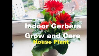 How to Grow and Care for Indoor Gerbera Plant  House plant care  Gerbera daisy  Know This Today [upl. by Rourke]