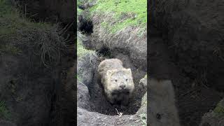 Wombats are super cute wombat pets animals cute cutepetjourney [upl. by Joice]