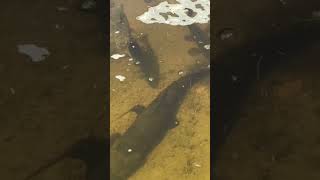 😧 OLHA A LAPA DE TRAÍRA SE BOBEAR JANTAS AS OUTRAS 😧 pesca pescaria traira trairas iscasoft [upl. by Ahsei781]