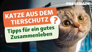 Herausforderungen bei der Adoption von Katzen  Tipps zur Anschaffung [upl. by Alyac]