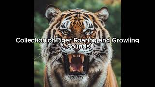 quotCollection of Tiger Roaring and Growling Sounds Effects for Use in Videosquot [upl. by Akoyn]