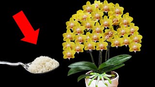 Orchids Sprout Roots Immediately With This Method [upl. by Kirad]