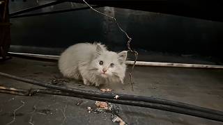 A stray cat with heterochromatic eyes cautiously pokes her head around the corner testing the food [upl. by Ahsiekim915]