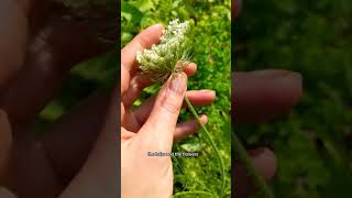 Queen Annes Lace vs Yarrow [upl. by Avek]