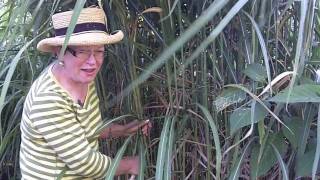 How To Care For A Miscanthus Giganteus  wwwWindDancerGardencom [upl. by Archambault706]