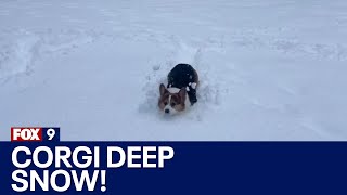 Minnesota weather Snow is corgi deep in Twin Cities [upl. by Schindler]