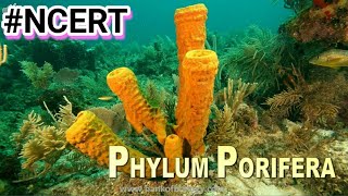 Phylum Porifera in Hindi  Phylum Porifera characteristics animals kingdom biology ncert [upl. by Oakman]