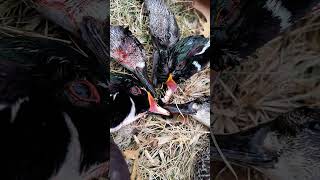 WOODIES down baby 2024 viralvideo youtubeshorts duckhunting woodduck [upl. by Clein]