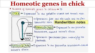 Homeotic genes in chick  Handwritten notes [upl. by Gwenora]