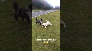 2 Kangal Contro lupo😔 kangal lupi cani [upl. by Amie75]