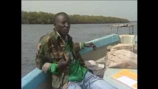 Reportage sur les Lamantins au Delta du Saloum Dakar  Senegal [upl. by Goodhen]