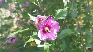 Hibiskus im Garten umpflanzen [upl. by Dayle]