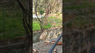 Tiger 🐯 👑 tiger growling animals [upl. by Rebhun]