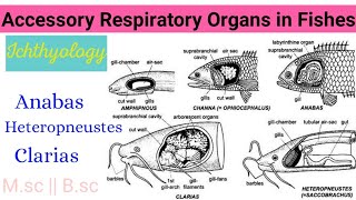 Accessory Respiratory Organs in FishesAnabasClariasHeteropneustesDefinitionTypes PRACTICAL MSc [upl. by Denver248]