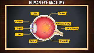 Human eye anatomy  eye structure and function  Parts of the eye  eye parts and functions [upl. by Icnarf599]