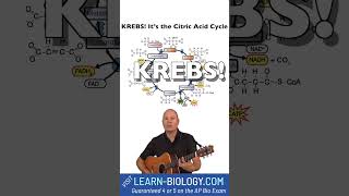 Krebs Cycle Song cellularrespiration krebs [upl. by Adyl]