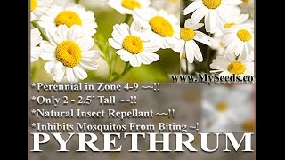 PYRETHRUM DAISY SEEDS Chrysanthemum cinerariifolium PYRETHRUM FLOWER HERB SEEDS on wwwMySeedsCo [upl. by Rebel]