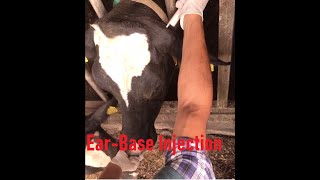 How To Inject A Cow Behind The Ear bovinedoctor [upl. by Eatnod]