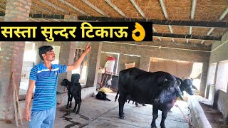 सस्ता कामयाब डेयरी फार्म ऐसे बनायेHow to Make Low Cost Cheap Shed Design Dairy Farm [upl. by Bivins]