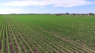 Programa 3 Campo de MéxicoInicio de la siembra de maízen el norte de Sinaloa [upl. by Navlys171]