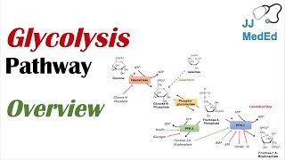 Glycolysis Pathway  Enzymes Regulation and Products [upl. by Assilav109]