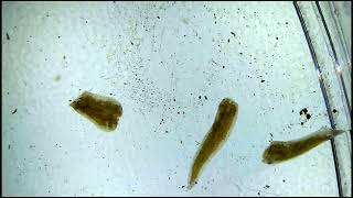 Flatworm Cut into 3 Pieces  Under the Microscope Parasites Ep 2 [upl. by Canty]