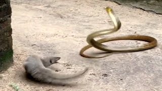 mongoose vs cobrasnake [upl. by Iliram472]