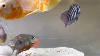 Firemouth Cichlid Vs Convict Cichlid [upl. by Hayyifas]