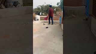 Kabutar video trainingshorts training shortvideos shorts shortvideo kabootar birds [upl. by Annaigroeg233]