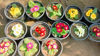 How to grow And Care prim Rose  Primula Plant ।। gardencaretips [upl. by Macmahon]