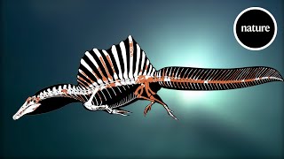 Spinosaurus is NOT an aquatic dinosaur [upl. by Mungam]