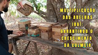 Que Abelha Top Olha essa Multiplicação asf bee meliponicultura abelhas vidanaroça saude [upl. by Katlaps]