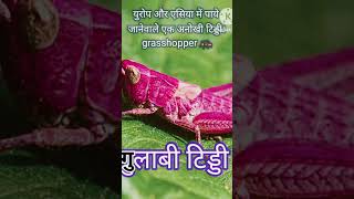 red rare grasshopper grass tiddi tidda creature universe earth animal [upl. by Acimat]