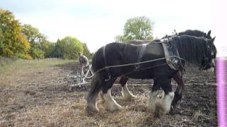 ploughing with horses at acton scott [upl. by Ola639]