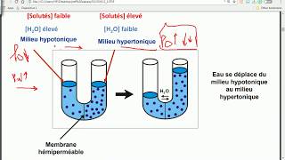 OSMOSE  HYPERTONIQUE  HYPOTONIQUE  gradient de concentration  PARTIE 6 [upl. by Jamill]