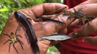 discover many unique aquatic animals when the river dries up‼️dragon fish crabs water stick insect [upl. by Yelsna]