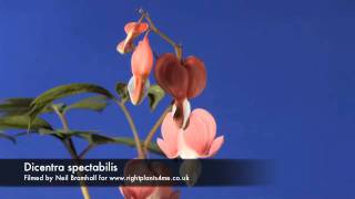 Dicentra Bleeding heart flower opening time lapse [upl. by Adamo]