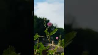 Feel the nature 🌼🌿shortvideo nature cinematic naturecinematic cinematography naturefilm [upl. by Droffig]