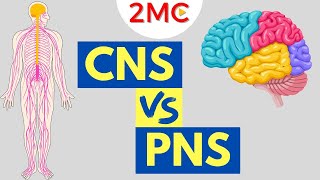 Central Nervous System vs Peripheral Nervous System  CNS amp PNS Structure and Function [upl. by Shaer923]