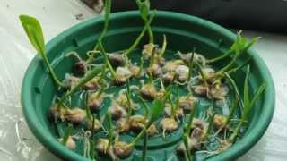 Germinating Corn [upl. by Ylyl541]